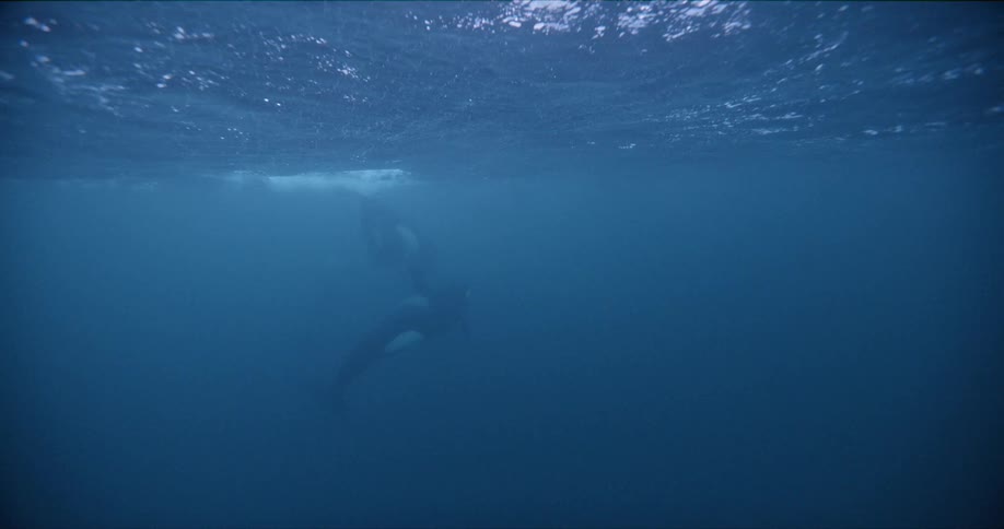 A pair of killer whales swim near the surface of the ocean during the day