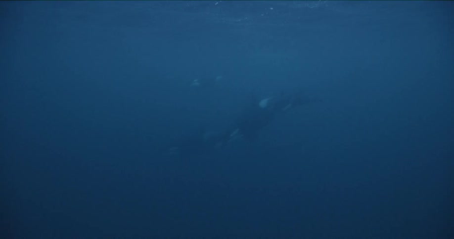 Three black and white whales swim while the waves ripple the surface above