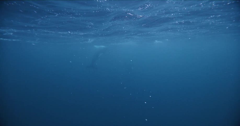 A view of a killer whale swimming under the ocean