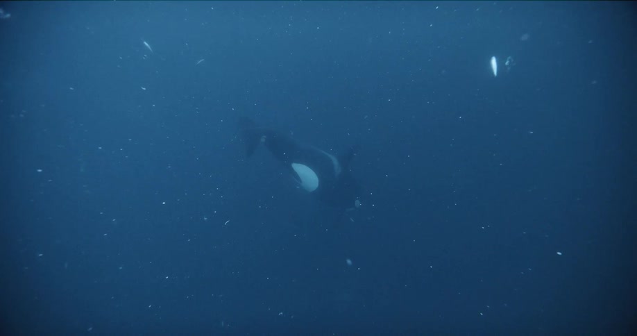 A whale swimming underwater in the ocean