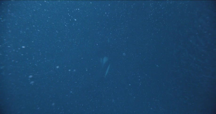 A killer whale swims in the ocean causing bubbles and ripples