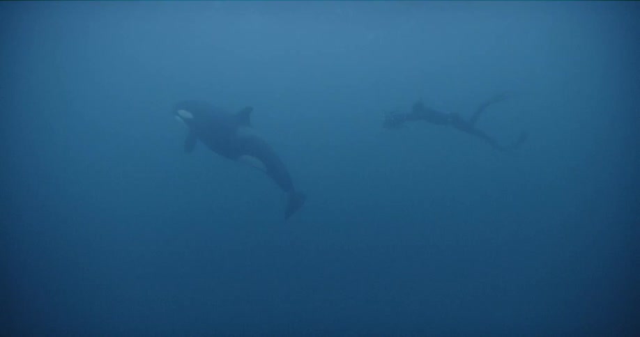 A person with flippers a snorkel a wetsuit and a camera swimming underwater with a whale