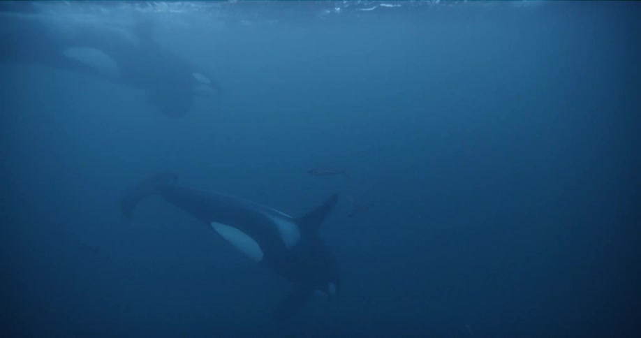 Whales swimming in the ocean