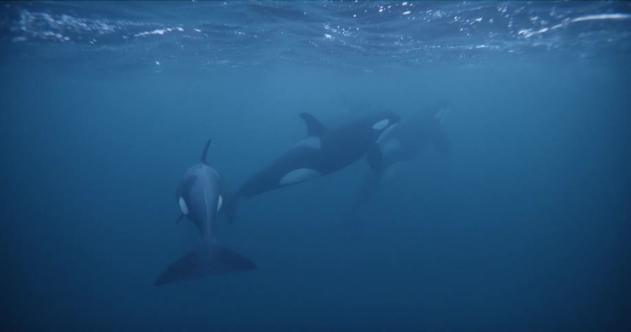 Whales swimming underwater in the ocean