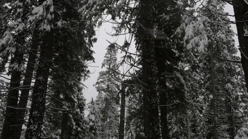 Snow falls in a forested area