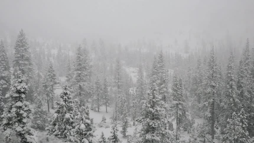 Snow covered trees in a forest in the winter