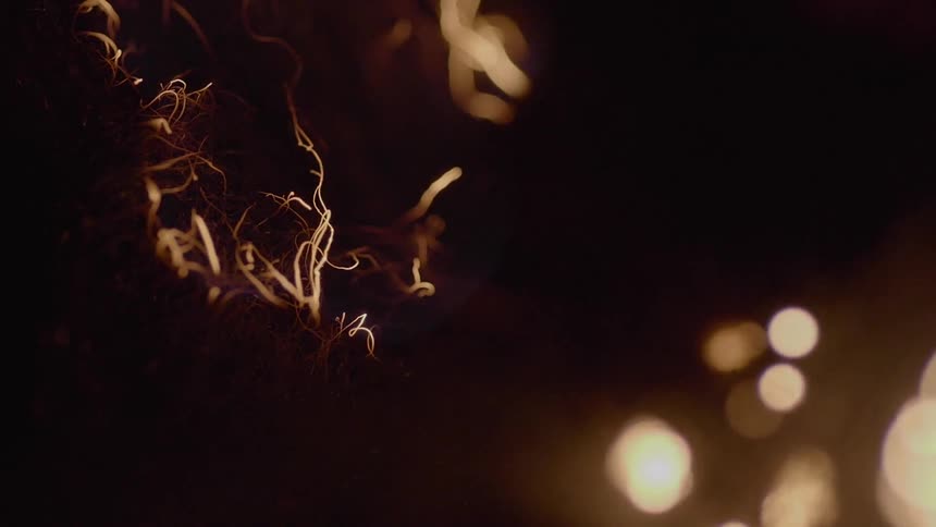 Glowing embers and burning grass
