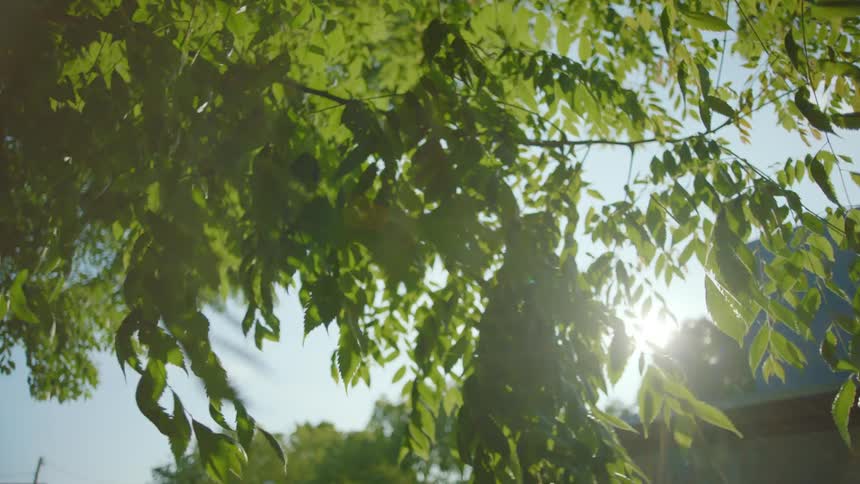 The leaves of a tree flutter in the wind on a sunny day