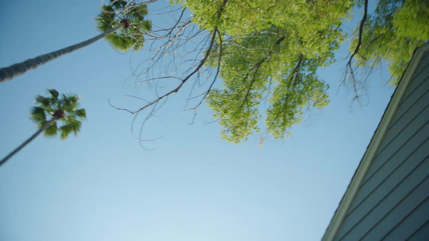 Palm trees and lush green leaves near a house on a bright blue sky day