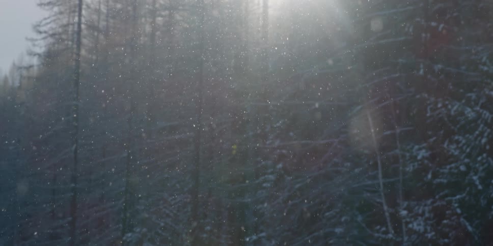 A view of snow falling in a forest