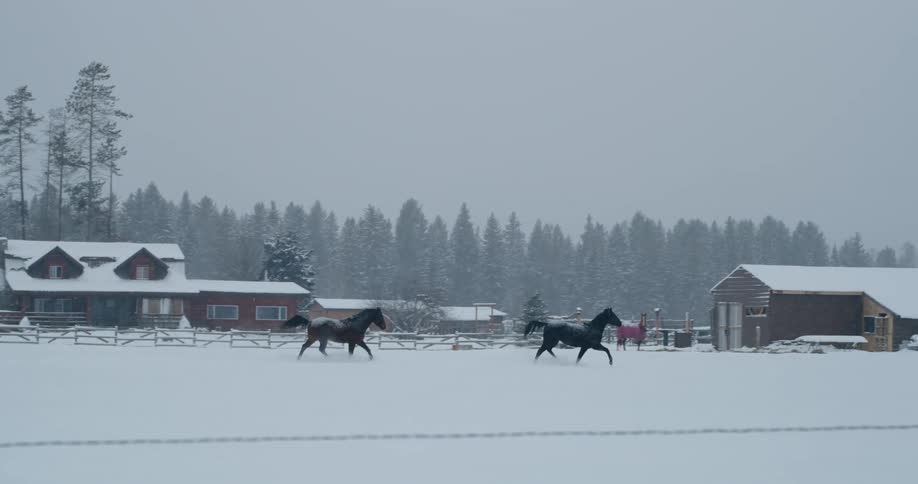 Two horses run on snow covered ground past a house on a ranch