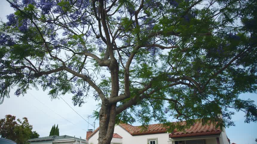 A neighborhood with houses with a tree in the foreground and the sky and clouds in the background