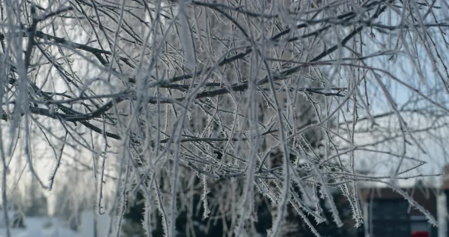 A tree with branches covered in snow with the sky and clouds in the background