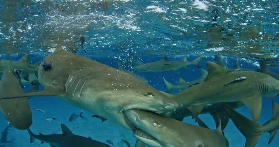 A large shark bites another's head in shark filled waters