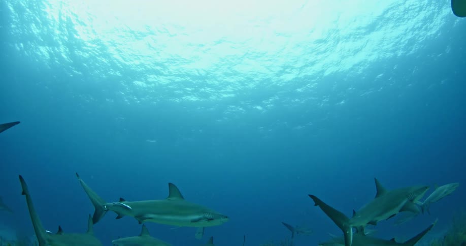 A group of sharks swim in the water