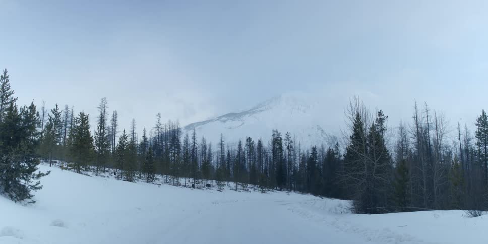 A snowy forest with a mountain the distance