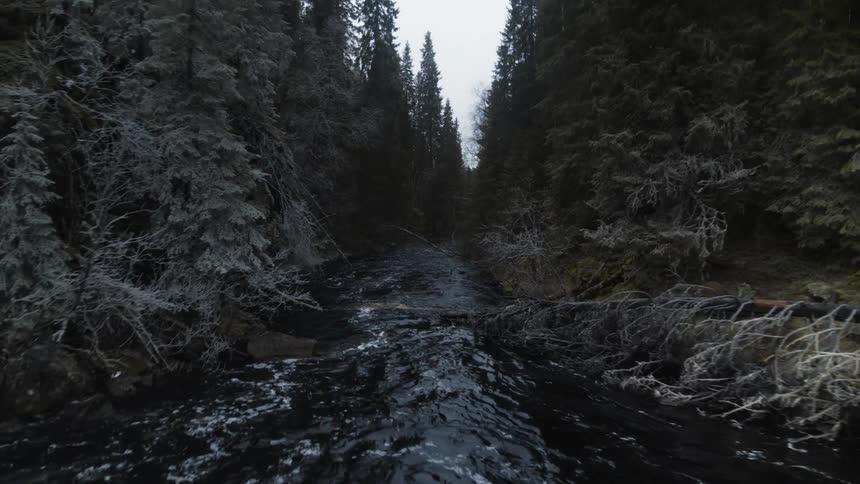 A river running through an evergreen forest during the day