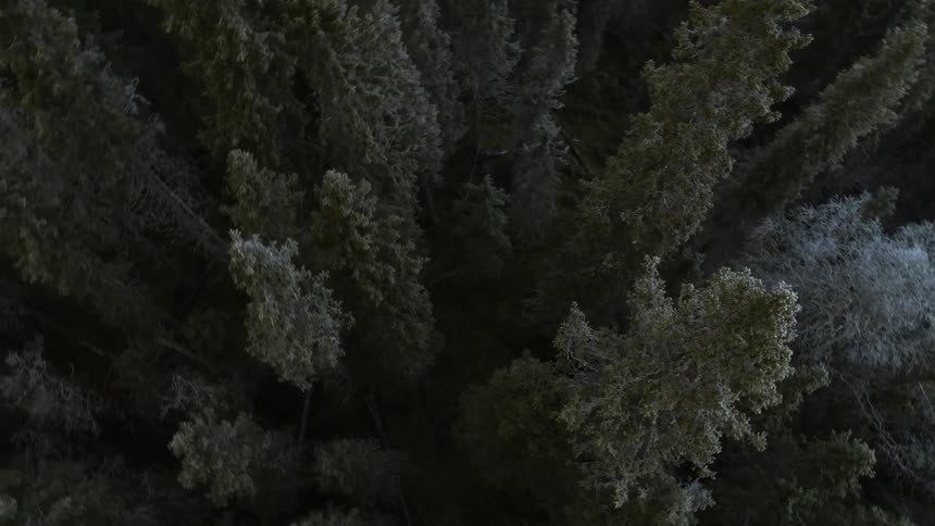 Twisting above evergreen trees in a forest