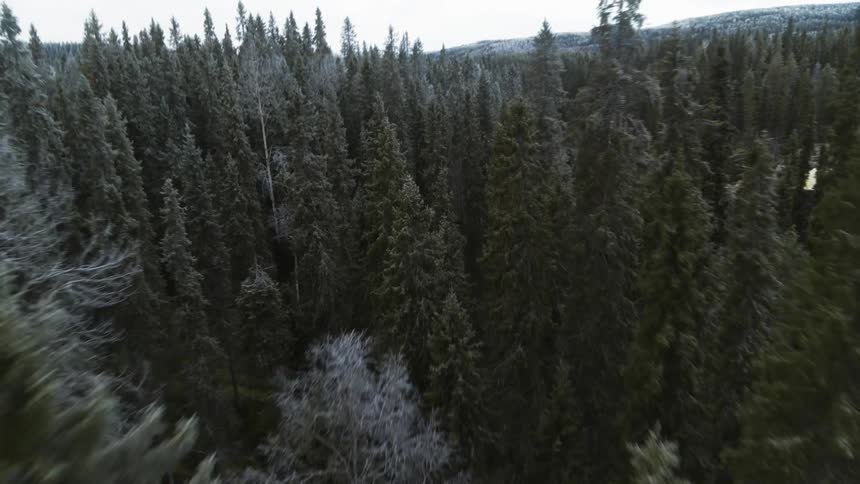 An aerial view of a forest