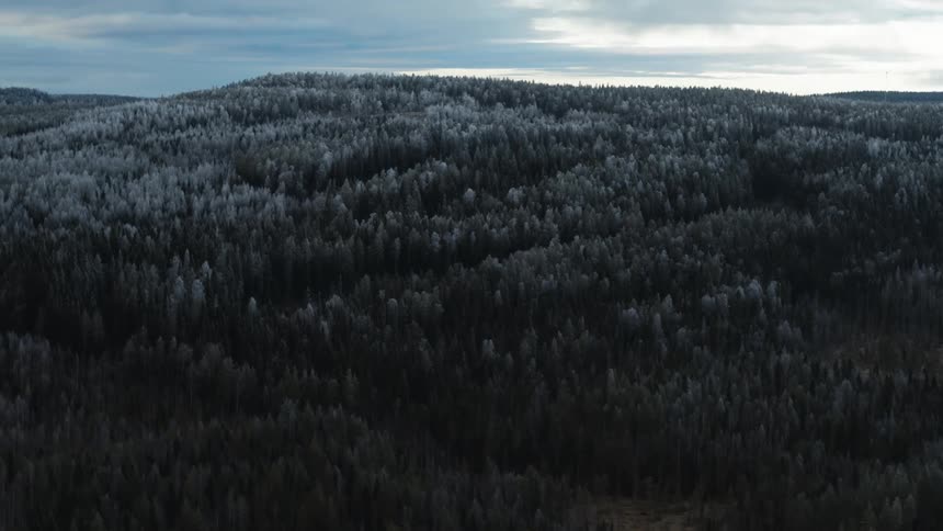 A landscape with a forest with trees with the sky and clouds in the background