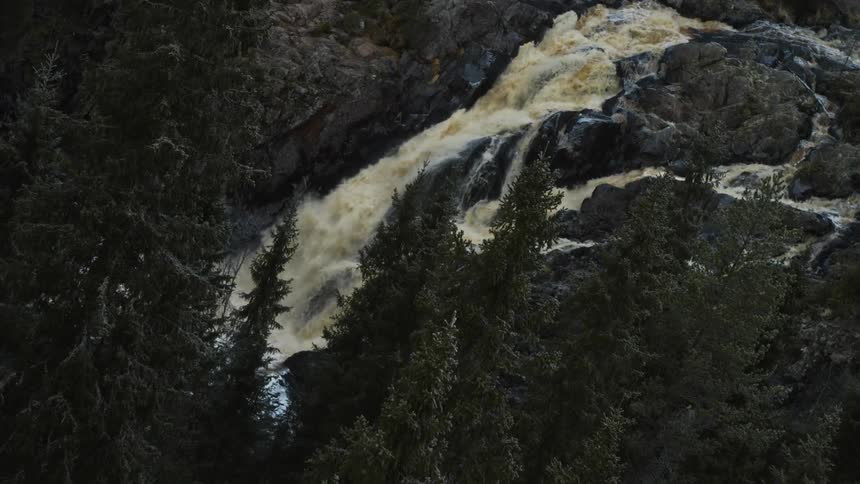 Light frost coats conifer trees in forest near foaming waterfall tinted brown by dirt