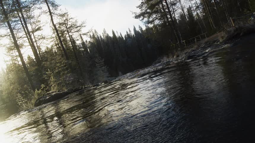 Water in the stream flows towards the forest
