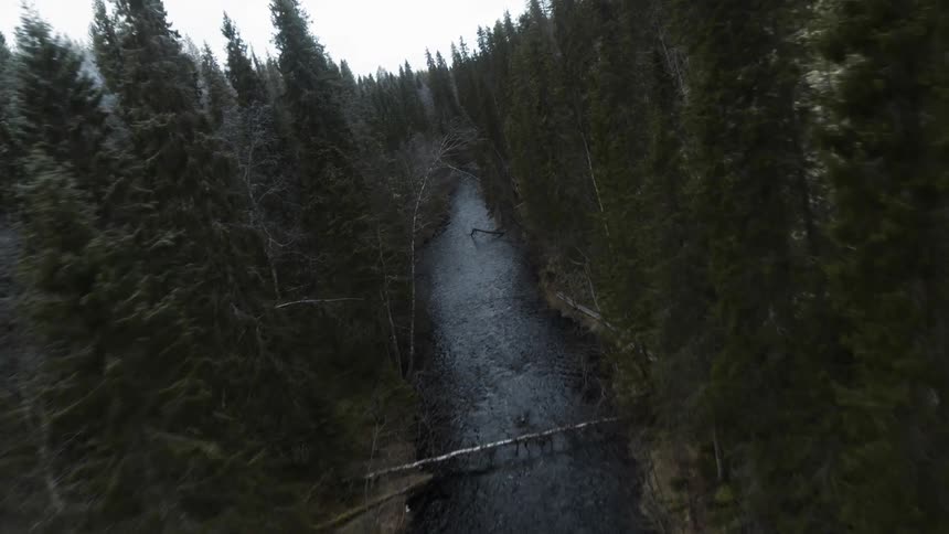 A river running through an evergreen forest during the day