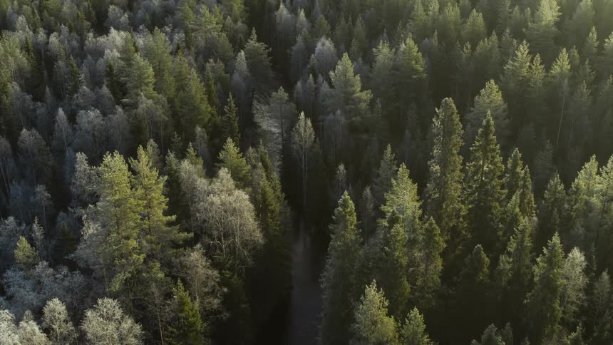 A narrow road runs through a dense forest