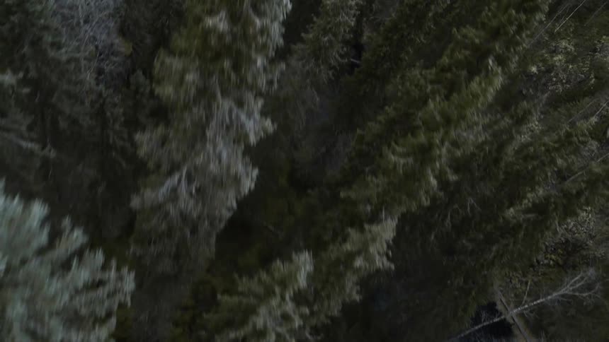 Ice crusts conifer trees in forest divided by dark river water