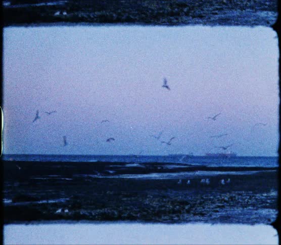 Birds flying in the air above rock pools sky and clouds in the background