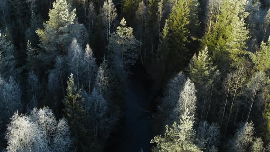 Tall fir trees loom over smaller ones in a dense forest