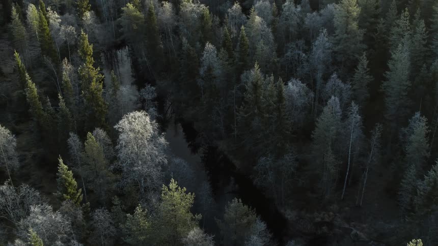 A river running through a dense evergreen forest during the day