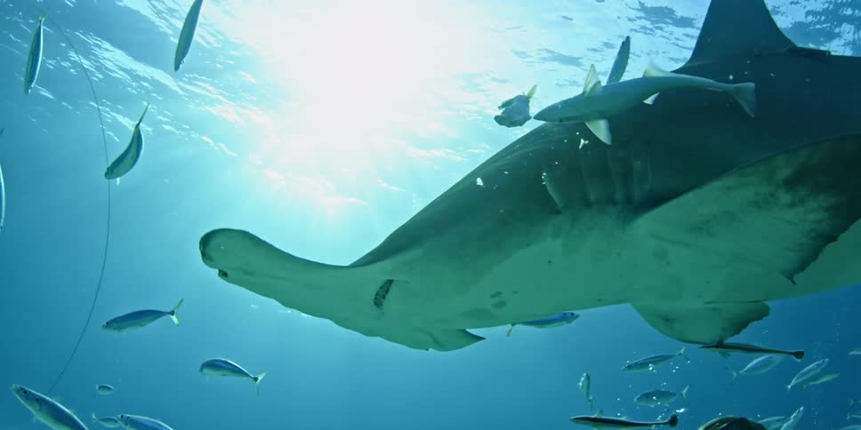 A hammerhead shark is swimming around with other fish