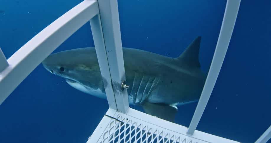 A shark swims past a cage