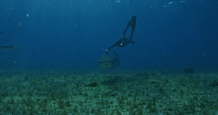 A man is scuba diving holding a sharks fin