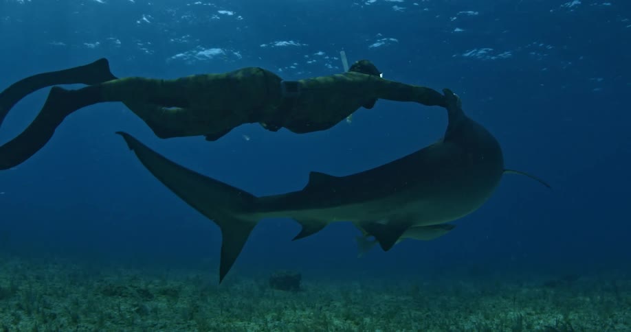 Snorkeler  swimming with a shark by holding onto its dorsal fin