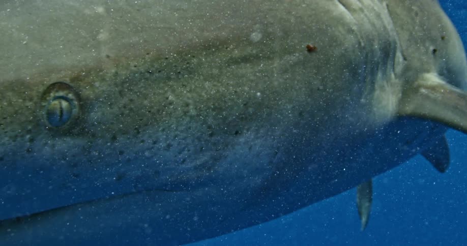A large shark is gliding in the water