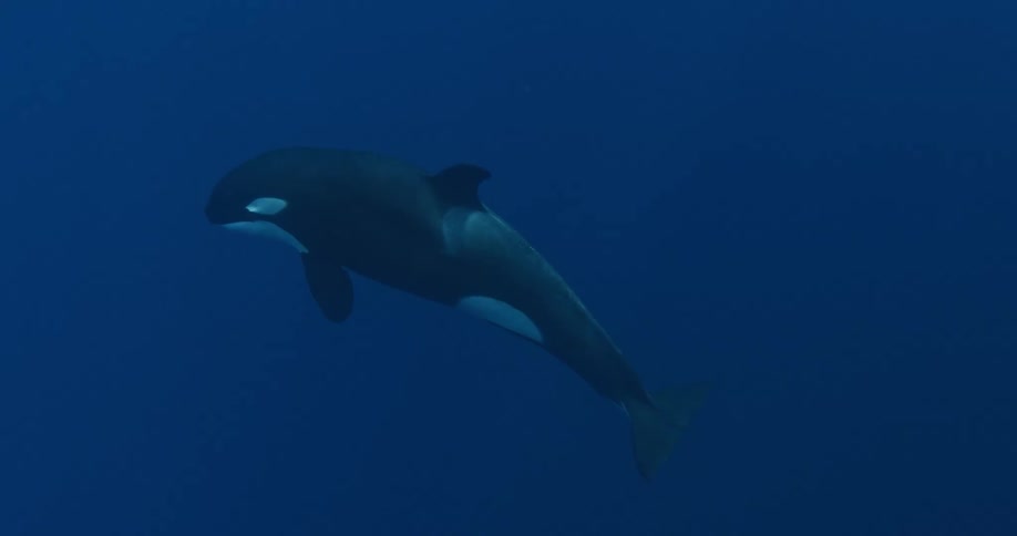A large killer whale is swimming below