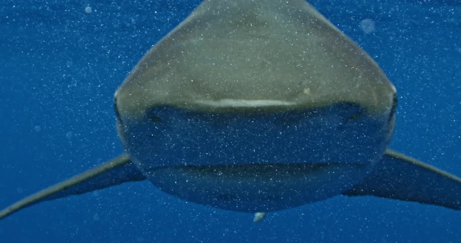 A large shark is gliding in the water