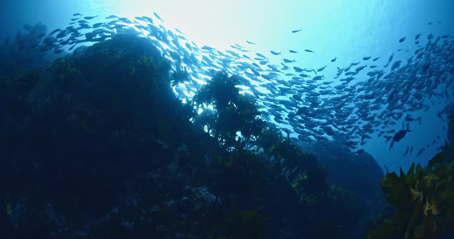 A large group of fish swim ahead