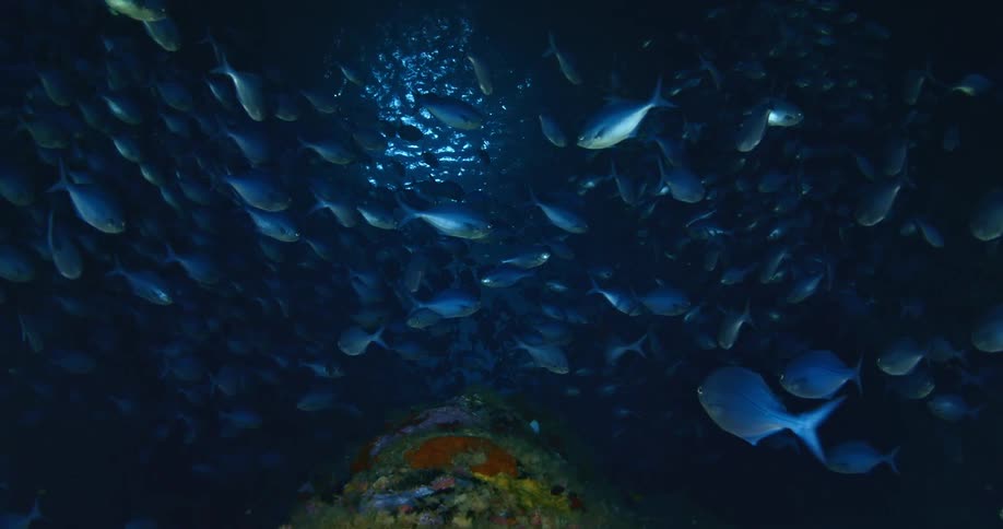 A large amount of fish are swimming together
