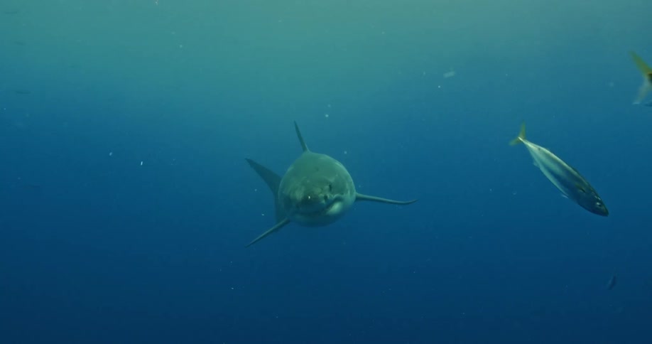 Fish scatter as a shark passes