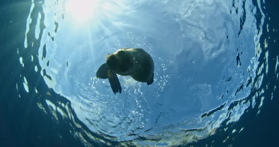 A seal swims underwater on a sunny day