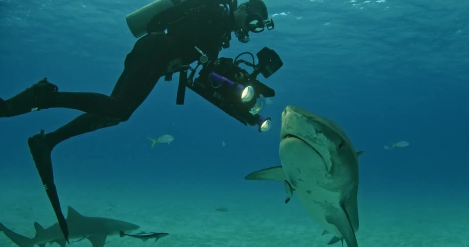 A scuba diver is filming a shark underwater