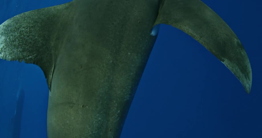 A shark is swimming fast in the blue waters