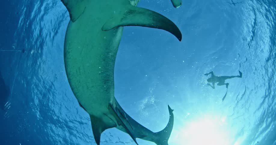 Hammerhead shark swims under a water with a diver swimming above
