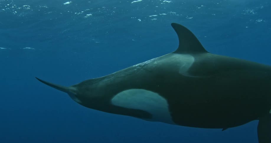 A large whale swims under the water