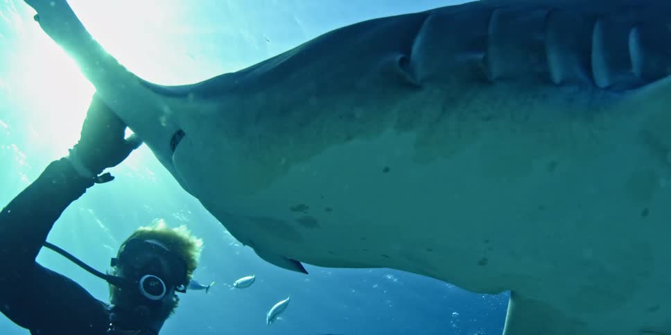 Hammerhead shark swims next to a diver and fish