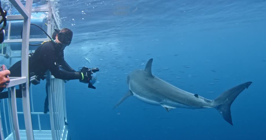 Two divers take photos underwater of a shark