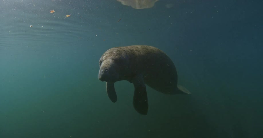 A large sea creature swims under the water